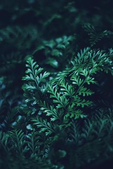 Exotic plant leaves at night as nature background closeup