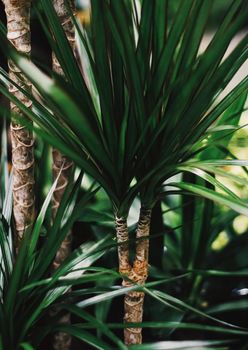 Exotic palm tree leaves, green nature and summer holiday closeup