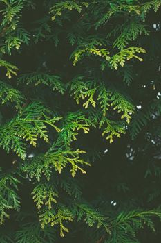 Thuja shrub wall as plant texture and nature background design