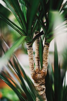 Exotic palm tree leaves, green nature and summer holiday closeup