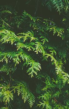 Thuja shrub wall as plant texture and nature background design