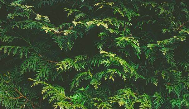 Thuja shrub wall as plant texture and nature background design