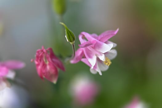 Soft focus image of  pink aquilegia flowers in a garden. Common names: granny's bonnet or columbine. Selective focus. Shallow depth of field