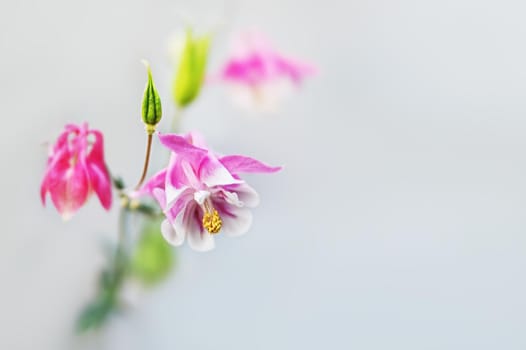 Soft focus image of  pink aquilegia flowers in a garden. Common names: granny's bonnet or columbine. Selective focus. Shallow depth of field