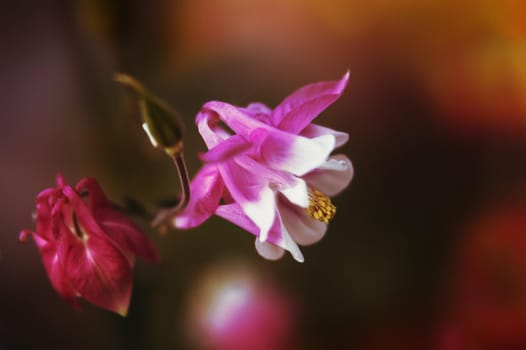 Soft focus image of  pink aquilegia flowers in a garden. Common names: granny's bonnet or columbine. Selective focus. Shallow depth of field