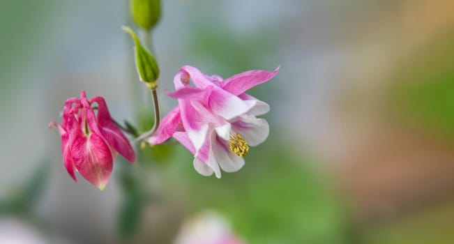 Soft focus image of  pink aquilegia flowers in a garden. Common names: granny's bonnet or columbine. Selective focus. Shallow depth of field