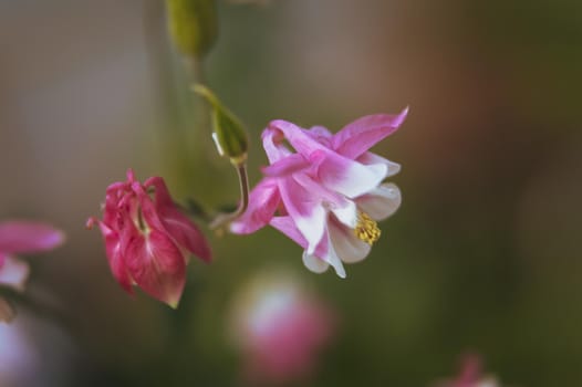 Soft focus image of  pink aquilegia flowers in a garden. Common names: granny's bonnet or columbine. Selective focus. Shallow depth of field
