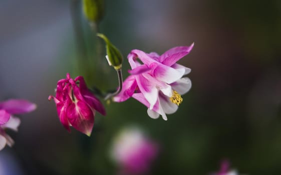 Soft focus image of  pink aquilegia flowers in a garden. Common names: granny's bonnet or columbine. Selective focus. Shallow depth of field