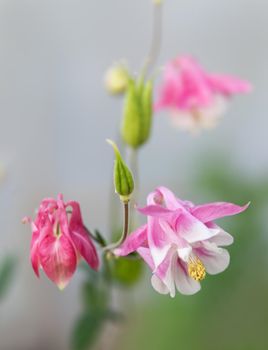 Soft focus image of  pink aquilegia flowers in a garden. Common names: granny's bonnet or columbine. Selective focus. Shallow depth of field