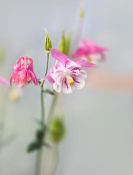 Soft focus image of  pink aquilegia flowers in a garden. Common names: granny's bonnet or columbine. Selective focus. Shallow depth of field