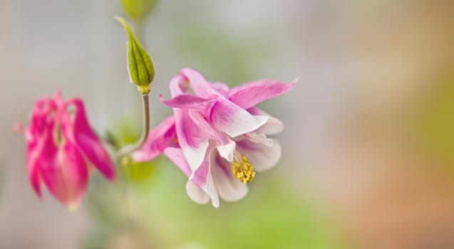 Soft focus image of  pink aquilegia flowers in a garden. Common names: granny's bonnet or columbine. Selective focus. Shallow depth of field