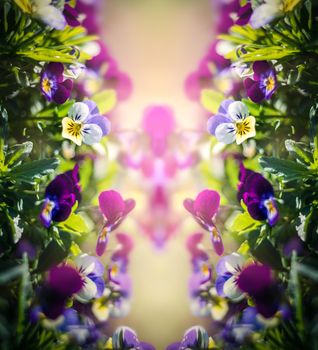 Blurred blossoming pansies flowers in the garden. Natural spring background. Selective focus, shallow DOF