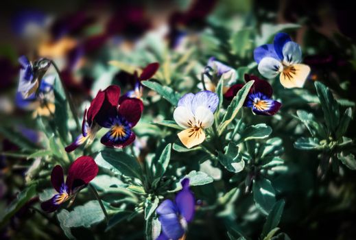 Blurred blossoming pansies flowers in the garden. Natural spring background. Selective focus, shallow DOF