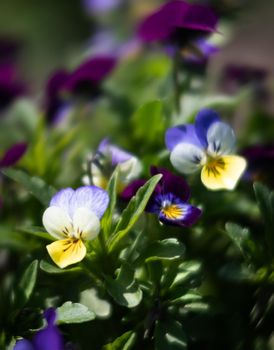 Blurred blossoming pansies flowers in the garden. Natural spring background. Selective focus, shallow DOF