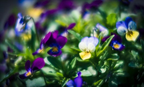 Blurred blossoming pansies flowers in the garden. Natural spring background. Selective focus, shallow DOF