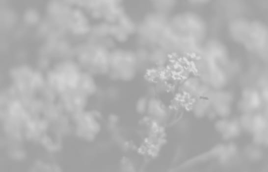 Natural background and texture. Soft focus image of small flowers of aurinia saxatilis in light gray tonality