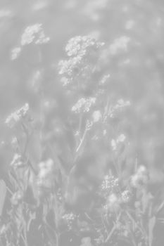 Natural background and texture. Soft focus image of small flowers of aurinia saxatilis in light gray tonality