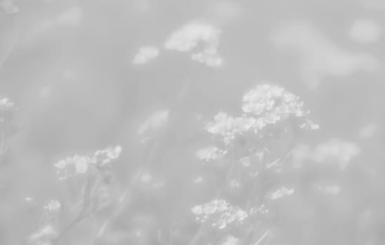 Natural background and texture. Soft focus image of small flowers of aurinia saxatilis in light gray tonality