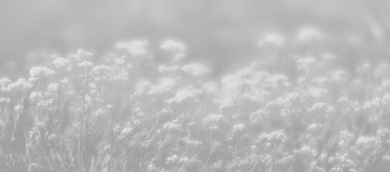 Natural background and texture. Soft focus image of small flowers of aurinia saxatilis in light gray tonality