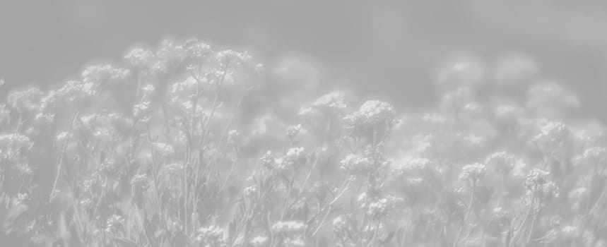 Natural background and texture. Soft focus image of small flowers of aurinia saxatilis in light gray tonality