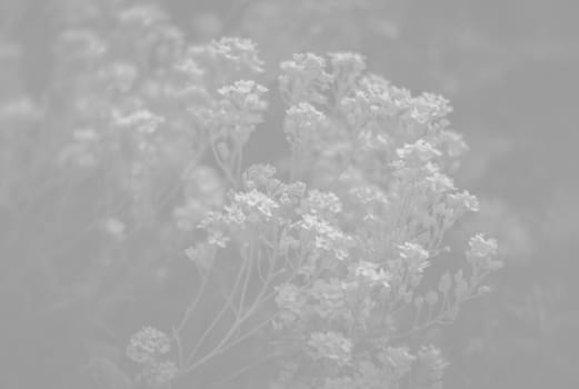 Natural background and texture. Soft focus image of small flowers of aurinia saxatilis in light gray tonality