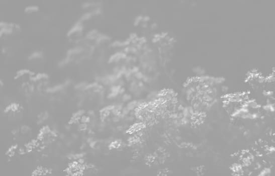 Natural background and texture. Soft focus image of small flowers of aurinia saxatilis in light gray tonality