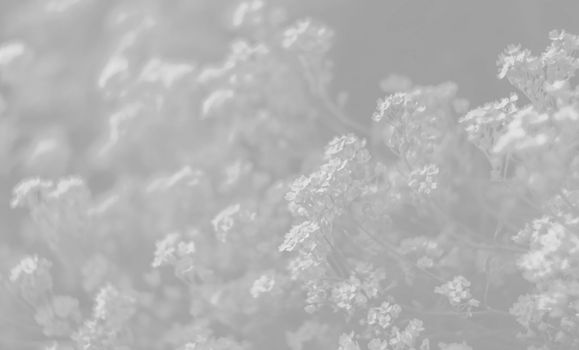 Natural background and texture. Soft focus image of small flowers of aurinia saxatilis in light gray tonality