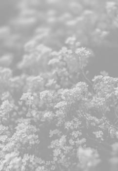Natural background and texture. Soft focus image of small flowers of aurinia saxatilis in light gray tonality