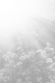 Natural background and texture. Soft focus image of small flowers of aurinia saxatilis in light gray tonality