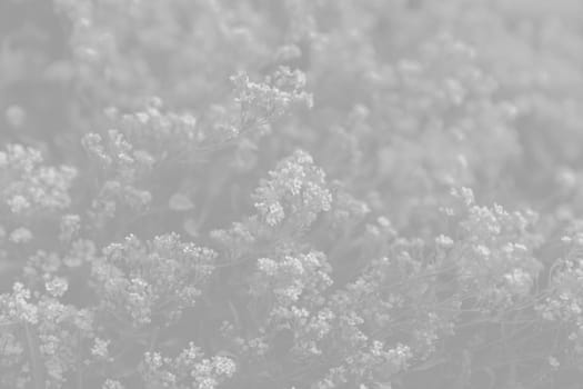Natural background and texture. Soft focus image of small flowers of aurinia saxatilis in light gray tonality