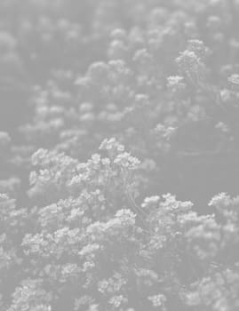 Natural background and texture. Soft focus image of small flowers of aurinia saxatilis in light gray tonality