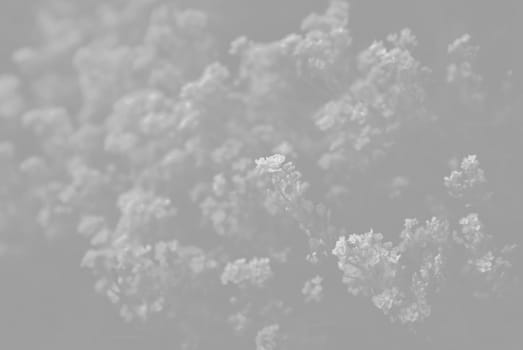 Natural background and texture. Soft focus image of small flowers of aurinia saxatilis in light gray tonality