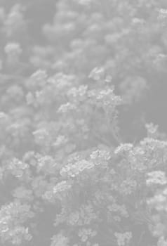 Natural background and texture. Soft focus image of small flowers of aurinia saxatilis in light gray tonality