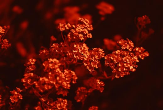 Natural background and texture. Soft focus image of small flowers of aurinia saxatilis in a dramatic red tone