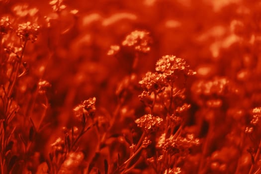 Natural background and texture. Soft focus image of small flowers of aurinia saxatilis in a dramatic red tone