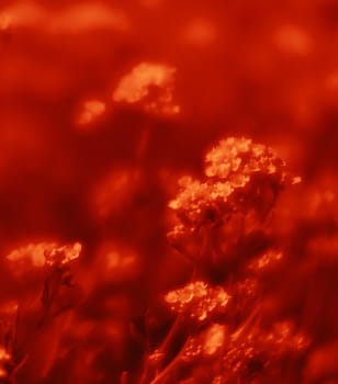 Natural background and texture. Soft focus image of small flowers of aurinia saxatilis in a dramatic red tone
