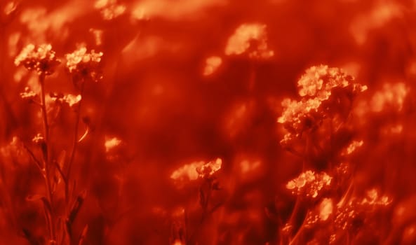 Natural background and texture. Soft focus image of small flowers of aurinia saxatilis in a dramatic red tone