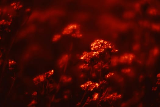 Natural background and texture. Soft focus image of small flowers of aurinia saxatilis in a dramatic red tone