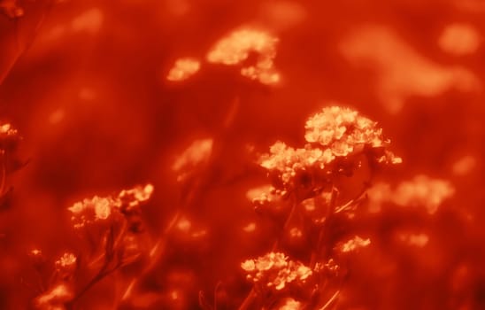 Natural background and texture. Soft focus image of small flowers of aurinia saxatilis in a dramatic red tone