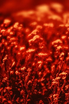 Natural background and texture. Soft focus image of small flowers of aurinia saxatilis in a dramatic red tone