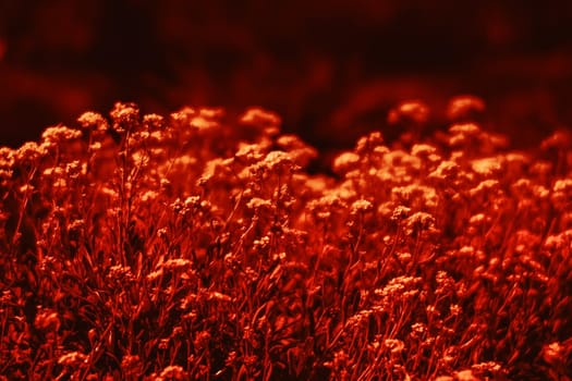 Natural background and texture. Soft focus image of small flowers of aurinia saxatilis in a dramatic red tone