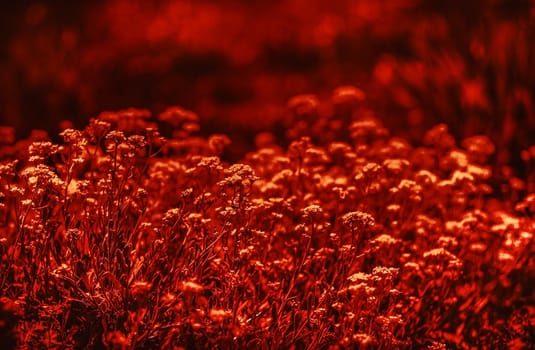 Natural background and texture. Soft focus image of small flowers of aurinia saxatilis in a dramatic red tone