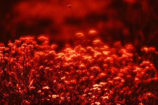 Natural background and texture. Soft focus image of small flowers of aurinia saxatilis in a dramatic red tone