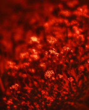 Natural background and texture. Soft focus image of small flowers of aurinia saxatilis in a dramatic red tone