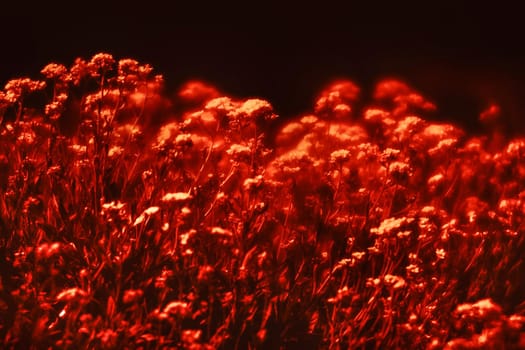 Natural background and texture. Soft focus image of small flowers of aurinia saxatilis in a dramatic red tone