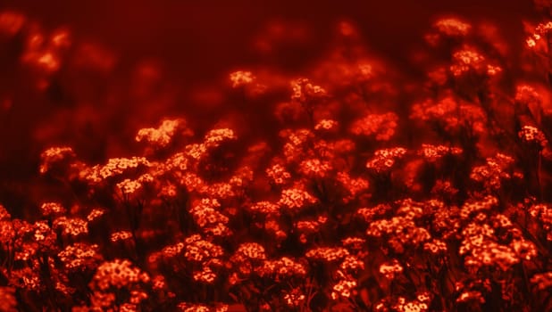 Natural background and texture. Soft focus image of small flowers of aurinia saxatilis in a dramatic red tone
