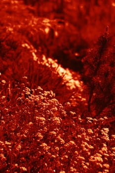 Natural background and texture. Soft focus image of small flowers of aurinia saxatilis in a dramatic red tone
