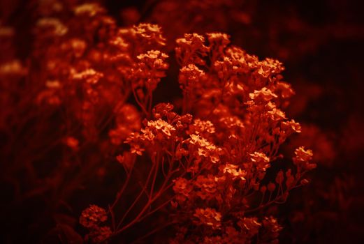 Natural background and texture. Soft focus image of small flowers of aurinia saxatilis in a dramatic red tone