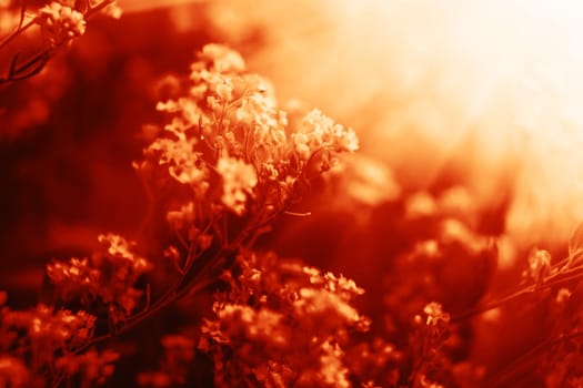 Natural background and texture. Soft focus image of small flowers of aurinia saxatilis in a dramatic red tone