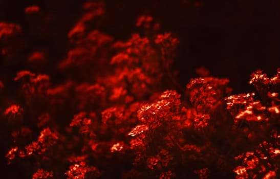 Natural background and texture. Soft focus image of small flowers of aurinia saxatilis in a dramatic red tone
